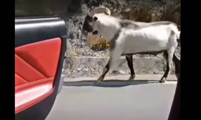 Το τερμάτισαν οι Κρητικοί! Έβαλαν τράγο να κάνει… Kiki Challenge! (vid)