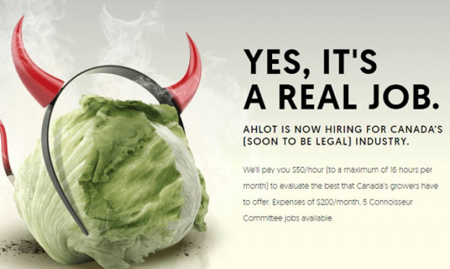 «Zητείται δοκιμαστής… κάνναβης, μισθός ικανοποιητικός»