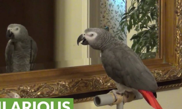 Παπαγάλος έχει πιάσει εποικοδομητική συζήτηση με τον ... εαυτό του (vid)