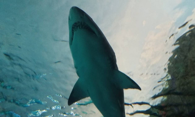 Αυστραλία: Καρχαρίας επιτέθηκε σε 12χρονο κοριτσάκι