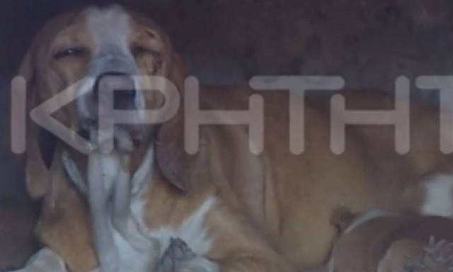 Κτηνωδία: Έκλεισαν σκυλίτσα με τα κουτάβια της σε φούρνο και έβαλαν φωτιά