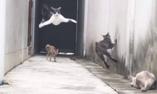 Τρελά γέλια με «δαιμονισμένο» γατί που γίνεται… Μπάτμαν για να ξεφύγει από τους διώκτες του (vid)