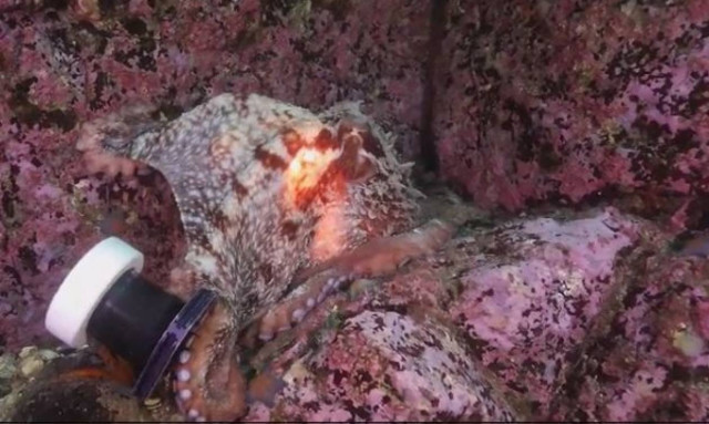 Επικό βίντεο! Χταπόδι «βουτάει» την κάμερα δύτη και... προσπαθεί να το σκάσει