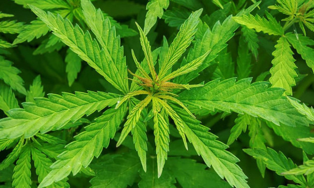 Θεσσαλονίκη: Συνελήφθη 25χρονος γιατί καλλιεργούσε κάνναβη