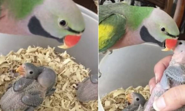 «Καλημέρα, σας αγαπώ μωρά μου» λέει απίστευτος παπαγάλος στα μικρά του (video)