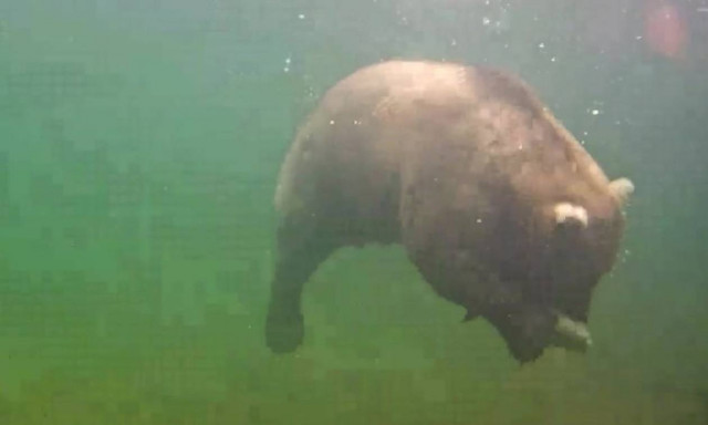 Δείτε την βουτιά αρκούδας για να πιάσει ψάρι (vid)