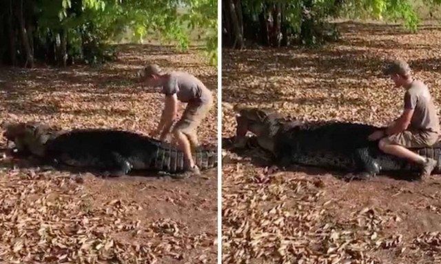 Άντρας δεν φοβάται να σκαρφαλώσει σε τεράστιο κροκόδειλο (vid)