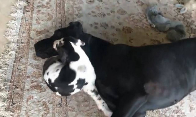 Αυτό θα πει υπομονή: Κουτάβι δοκιμάζει τα νεύρα μεγαλόσωμου σκύλου (vid)