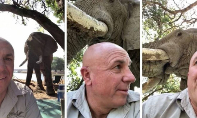 Ελέφαντας πήγε για... πικ νικ (vid)