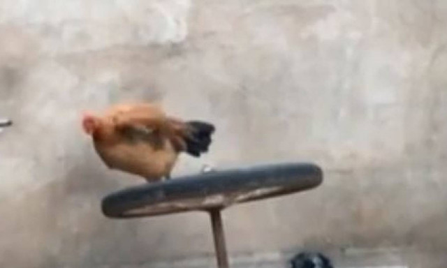 Η κότα αποφάσισε να κάνει… γυμναστική (vid)