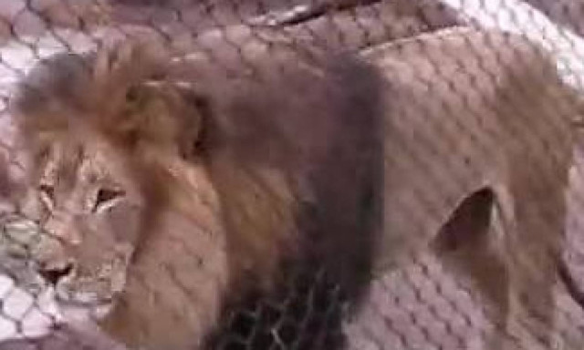 Ο εντυπωσιακός βρυχηθμός των λιονταριών (vid)