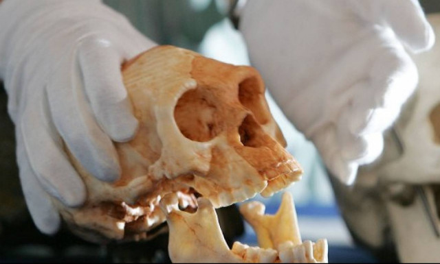 Έρευνα Ελλήνων επιστημόνων: Αρχαίος ιός, ίσως να σχετίζεται με τον εθισμό στα ναρκωτικά