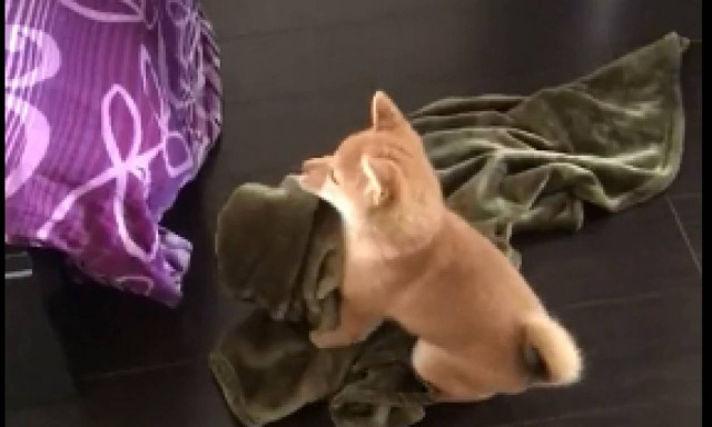 Αυτό είναι το πιο προβληματισμένο σκυλάκι του κόσμου – Δείτε γιατί (vid)