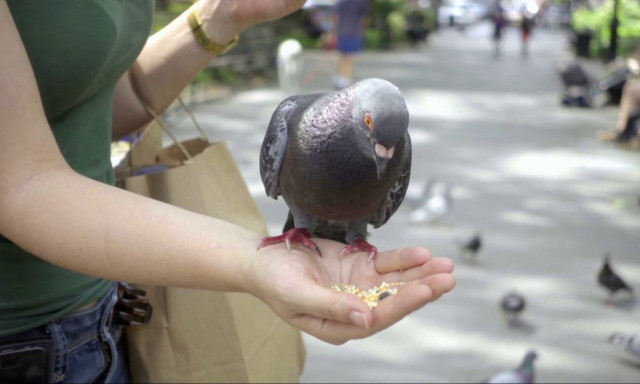 Αντιμέτωποι με ποινές φυλάκισης όσοι ταΐζουν περιστέρια