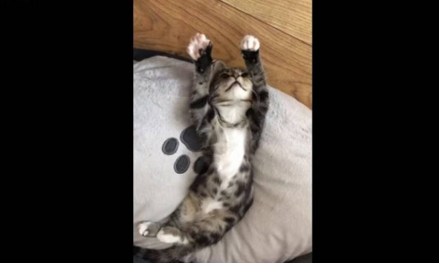 Αυτό το γατάκι έχει εντυπωσιαστεί τόσο πολύ από... τις ίδιες του τις πατούσες (vid)