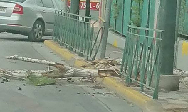 Κακοκαιρία: Κινδύνευσαν μαθητές στο Ίλιον - Ξεριζώθηκε δέντρο στα πόδια τους (pics)
