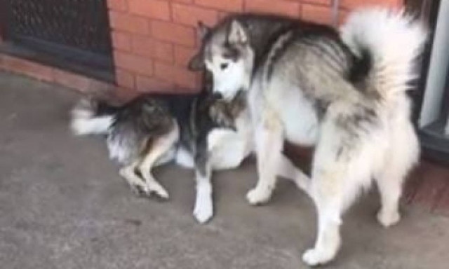 Ο σκύλος που θέλει συνεχώς προσοχή και τη ζητά με τον δικό του τρόπο (vid)