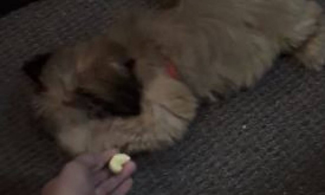 Τι κάνει ένα κουτάβι όταν δεν θέλει με τίποτα να φάει μπανάνα; (vid)