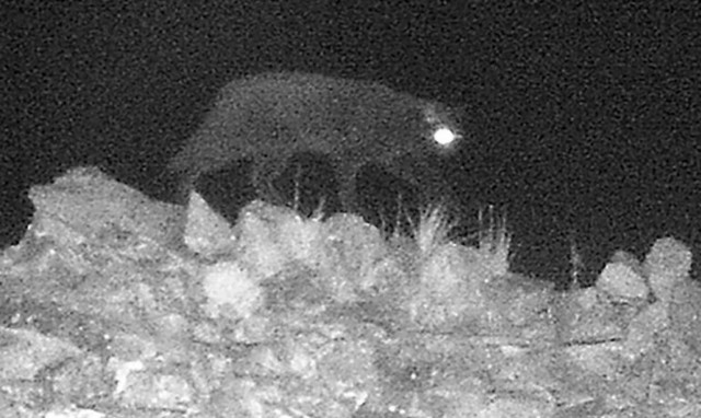 «Πάγωσε» το αίμα του όταν είδε ξαφνικά μπροστά του αυτό το μυθικό ΤΕΡΑΣ! (pic)