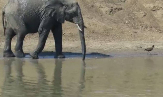 Διάλεξε κάποιον στα μέτρα σου: Ο ελέφαντας που δείχνει σε πτηνό ποιος είναι το αφεντικό! (vid)