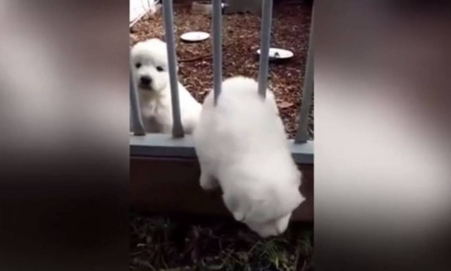 Η χαριτωμένη… απόδραση κουταβιού για να δει τον μπαμπά του (vid)