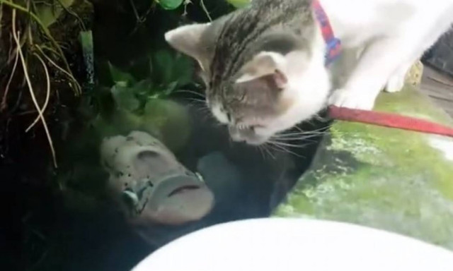 Τι συμβαίνει όταν μια γάτα πίνει νερό και ακριβώς από κάτω βρίσκεται ένα ψάρι; (vid)