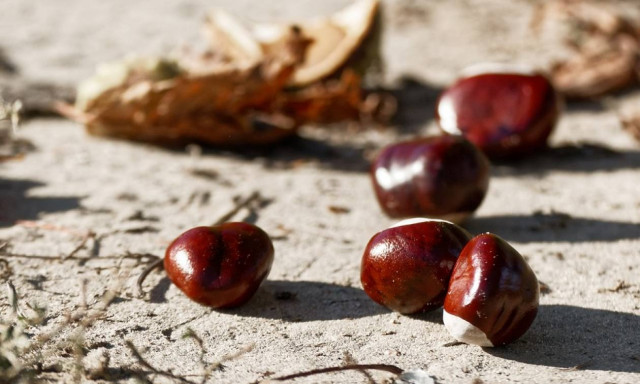 Τραγωδία στην Άρτα: Σκοτώθηκε μαζεύοντας κάστανα