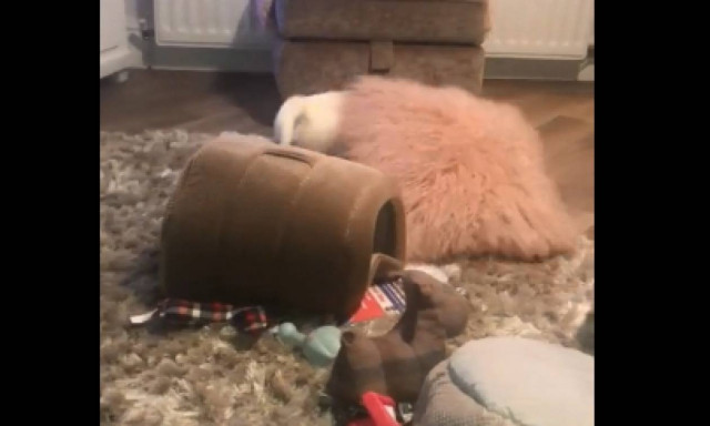 Τον άφησαν μόνο για δύο λεπτά κι αυτός διέλυσε το σαλόνι (video)