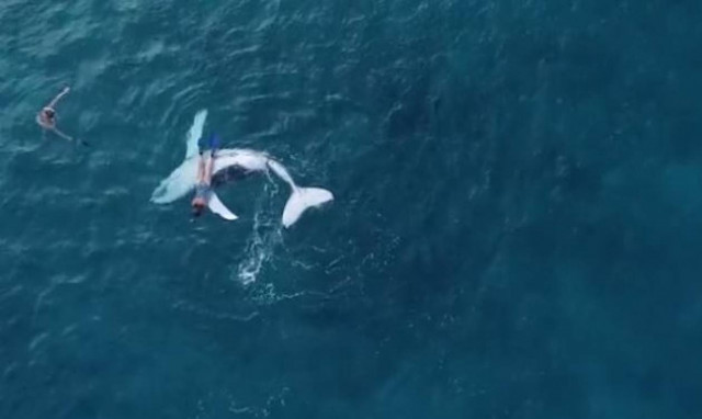 Επικό βίντεο! Μωρό φάλαινα αφήνει τη μαμά του για να παίξει με… δύτη (vid)