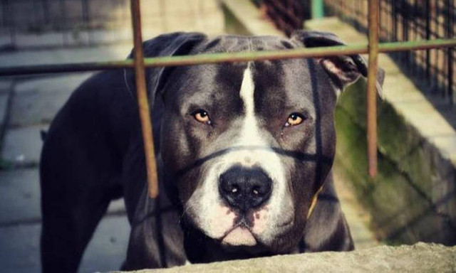 Ρόδος: 33χρονος κατήγγειλε ότι δέχθηκε επίθεση από σκύλο