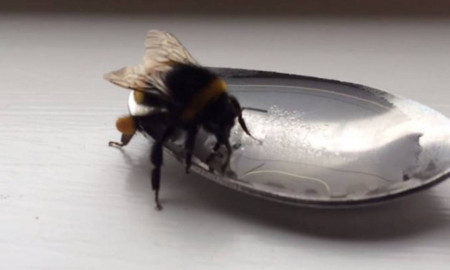 Ο απίστευτος τρόπος που σώθηκε μια μέλισσα! (vid)