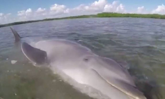ΗΠΑ: Καρέ - καρέ η δραματική διάσωση ενός δελφινιού (vid)