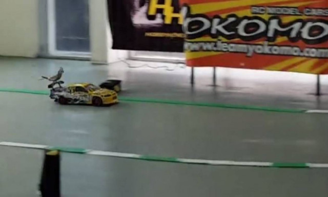 Το πουλί που είναι έτοιμο για τη… Φόρμουλα 1! (vid)