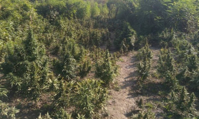 Μεσσηνία: Εντοπίστηκε «δάσος» με 236 δενδρύλλια κάνναβης