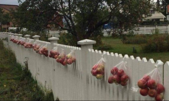 Απίστευτοι άνθρωποι οι Νορβηγοί: Όταν δείτε τον λόγο που κρεμάνε τα μήλα θα καταλάβετε!