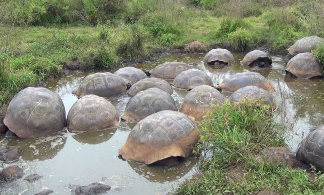 Ληστεία – μυστήριο: Έκλεψαν 123 χελώνες (Pics+Vids)