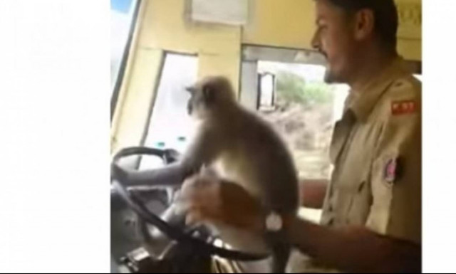 Τρελό; Οδηγός λεωφορείου δίνει το τιμόνι σε μαϊμού (video)