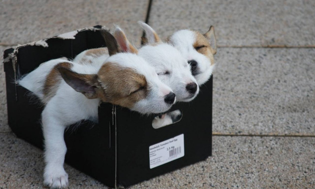 Αυστραλία: Τρόμος για τον θανατηφόρο ιό CPV που προσβάλλει τα κουτάβια