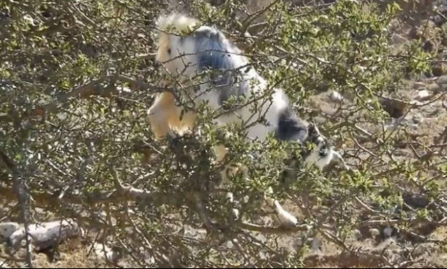 Χαμό στο ίντερνετ προκαλεί η κατσίκα ακροβάτης των λασιθιώτικων βουνών (vid)