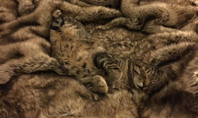 Όταν ανεβάζεις την έννοια του καμουφλάζ σε άλλα επίπεδα - Δείτε τις εντυπωσιακές φωτογραφίες