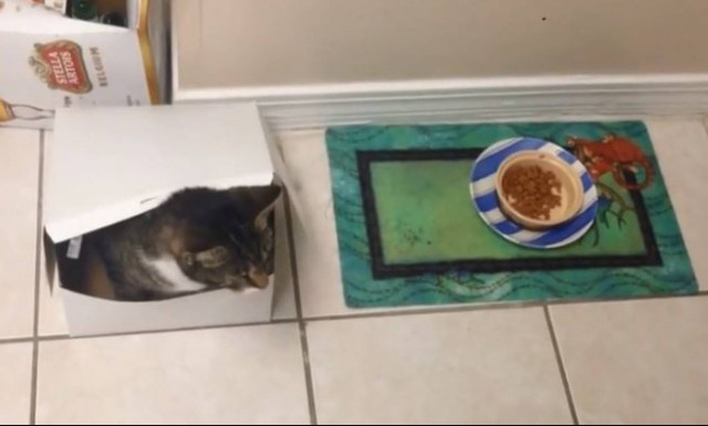 Ευτυχώς που έχουν επτά ζωές! (vid)