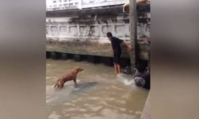 Η θαρραλέα διάσωση σκύλου από εφήβους (vid)