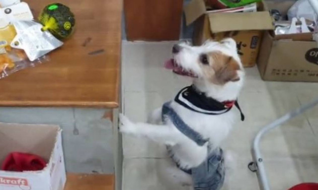 Ο πιο επιλεκτικός σκύλος που έχετε συναντήσει! (vid)