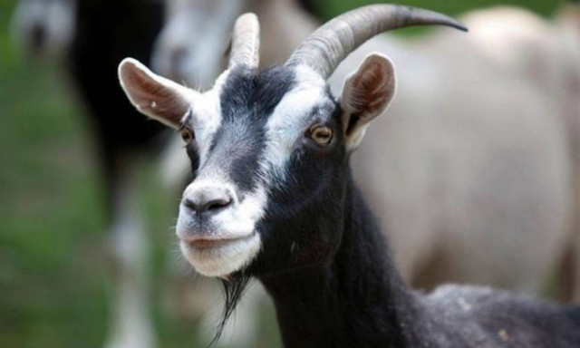 Διαχρονική αξία το ελληνικό κατσικίσιο γάλα - Πρώτη στην Ευρώπη η Ελλάδα σε πληθυσμό γιδιών