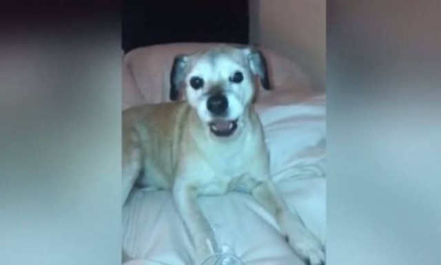 Απίστευτο βίντεο! Ο σκύλος που θέλει να μοιάσει στον… Neil Diamond (vid)