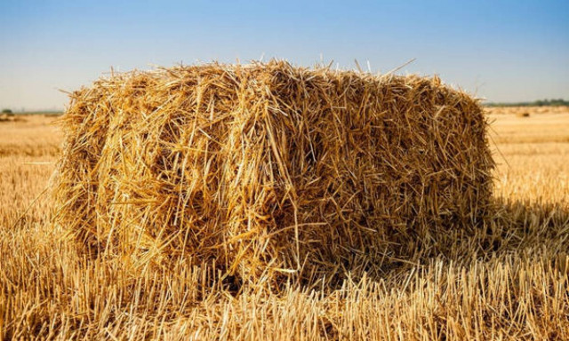 ΟΠΕΚΕΠΕ - Ενιαία Ενίσχυση: Πότε θα καταβληθεί στους αγρότες - Ποιες πληρωμές ακολουθούν