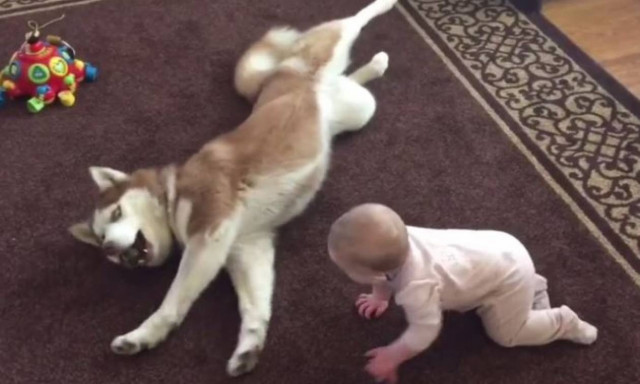 Το πιο γλυκό παιχνίδι μωρού και σκύλου (vid)