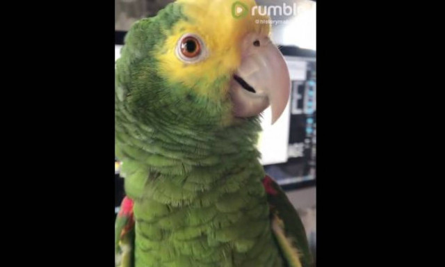 Ο παπαγάλος που ζητάει απεγνωσμένα… παγωτό (vid)