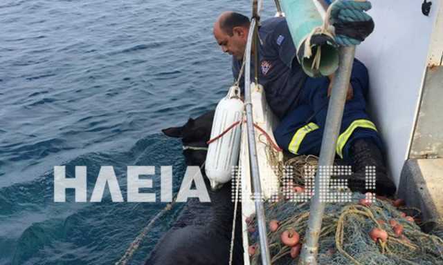 Ηλεία: Ασυνήθιστη επιχείρηση διάσωσης αλόγου - Βούτηξε στη θάλασσα και σώθηκε (pics)
