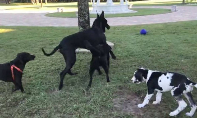 Το απίστευτο παιχνίδι μεταξύ τεσσάρων σκύλων (vid)